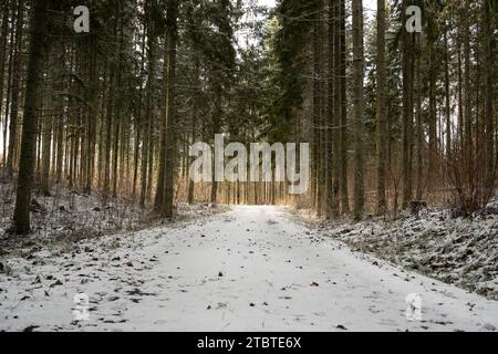 À travers les arbres enneigés, les rayons du soleil sculptent un itinéraire serein, peignant la forêt d'une teinte dorée. Banque D'Images