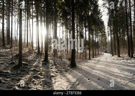 Au cœur de l'hiver, le soleil danse sur le sentier enneigé, projetant une lueur sereine au milieu de l'étreinte de la forêt. Banque D'Images