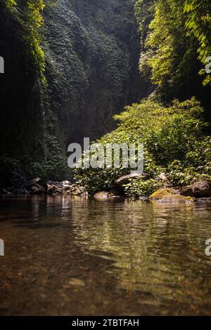 Canyon vert envahi dans un environnement tropical, ruisseau d'une cascade entre rochers et jungle verte à Bali Banque D'Images