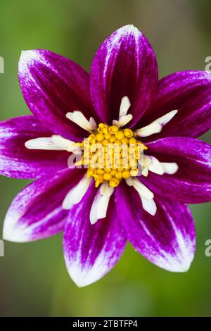 Dahlia avec bourdon collectant le nectar, gros plan dans la nature Banque D'Images