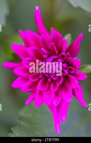 Dahlia à fleurs de nénuphars, gros plan dans la nature Banque D'Images