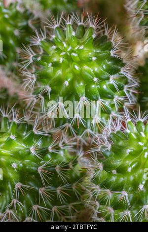 Close-up d'un cactus épineux Banque D'Images