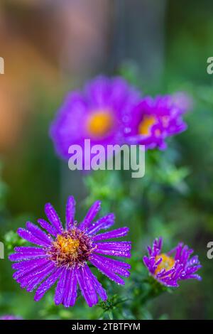 Aster à feuilles lisses, Aster novi-belgii, variété 'Dauerblau', aster d'automne, gros plan, fleurs doubles avec gouttes de rosée Banque D'Images