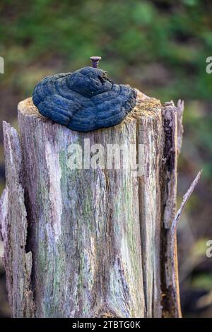 Le champignon Tinder, Fomes fomentarius pousse sur le bois mort, clou rouillé Banque D'Images