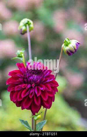 Dahlia à fleurs de nénuphars, gros plan dans la nature Banque D'Images