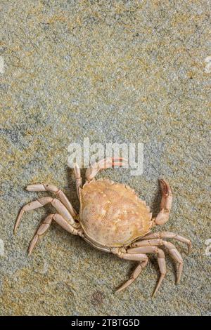 Exosquelette d'un crabe sur une plage, nature morte Banque D'Images