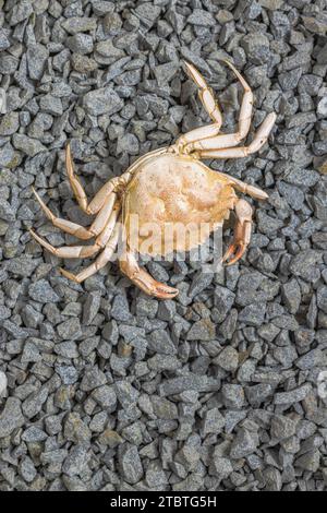 Exosquelette d'un crabe sur une plage, nature morte Banque D'Images