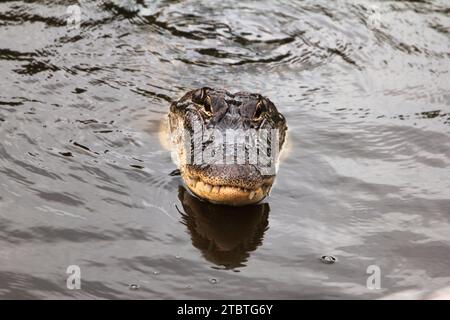 Un gros plan d'un alligator immergé dans un plan d'eau trouble, les yeux ouverts et alertes Banque D'Images