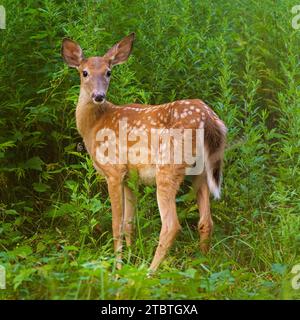 Fauve en fourré, cerf de Virginie, Odocoileus virginianus, adorable jeune animal, Rockwood Hall Park, Comté de Westchester dans la vallée de l'Hudson, NY Banque D'Images