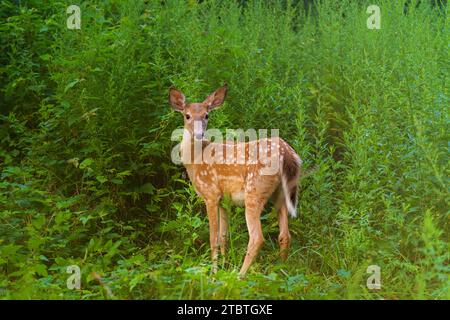 Faune de New York, jeune fauve de cerf à queue blanche dans un bosquet, espèce indigène du comté de Westchester Odocoileus virginianus borealis alias cerf de Virginie Banque D'Images