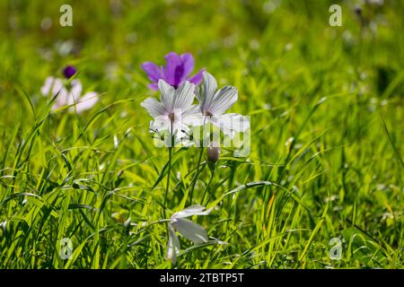 Différentes couleurs d'Anemone coronaria, l'anémone de pavot, le souci espagnol, ou fleur de vent, est une espèce de plante à fleurs de la famille des buttercup Banque D'Images