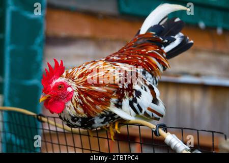 Coq vibrant perché sur Fence dans Tennessee Farmyard Banque D'Images