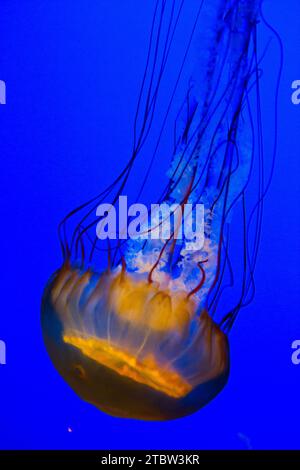 Gros plan sous-marin vibrant de méduses dans l'aquarium du Tennessee Banque D'Images