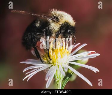 Un mâle à fourrure Common Eastern Bumble Bee Bombus impatiente de nourrir et de polliniser une fleur sauvage blanche d'automne. Long Island, New York, États-Unis Banque D'Images