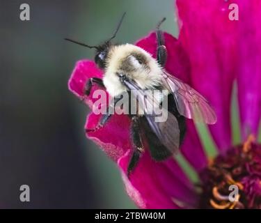 Une reine Common Eastern Bumble Bee (Bombus impatiens) se préparant à voler sur une fleur rose de zinnia. Long Island, New York, États-Unis Banque D'Images