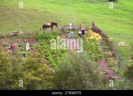 Comté d'Arges, Roumanie, env. 1999. Personnes travaillant dans un potager à la campagne. Banque D'Images