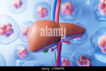 Organe hépatique avec concept de soins de santé, rendu 3D. Illustration 3D. Banque D'Images