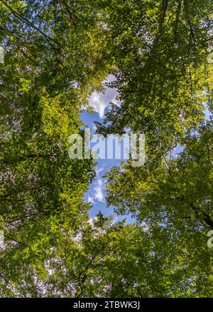 Une photo des sommets des arbres vus du niveau du sol Banque D'Images