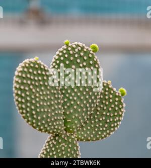 Une photo en gros plan d'un petit Bunny Ears Cactus Banque D'Images