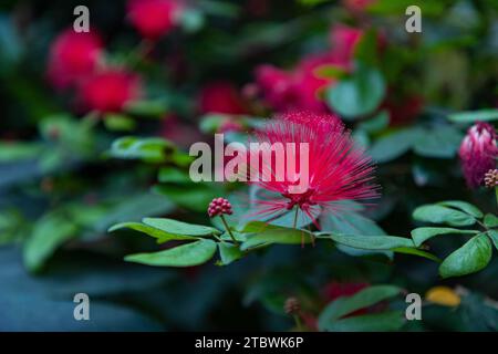 Une photo en gros plan d'une fleur Scarlet Powder-Puff Banque D'Images