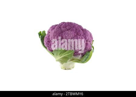 Chou-fleur violet frais et coloré isolé sur fond blanc.Une alimentation saine Banque D'Images