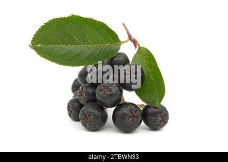Appelé le chokeberry noir (Aronia melanocarpa) isolé sur fond blanc Banque D'Images
