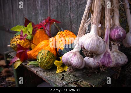 Bouquet fraîchement récolté de bulbes d'ail frais et collection colorée de courges et de potiron sur une table rustique dans une grange de ferme Banque D'Images