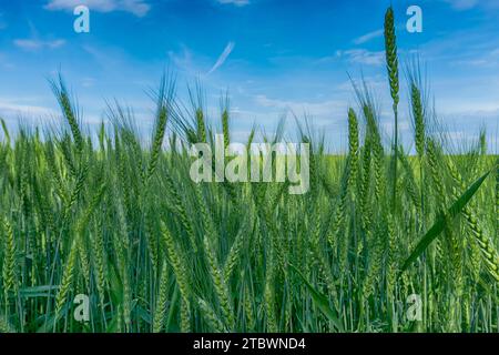 La maturation des épis de blé d'or dans un champ agricole sous un ciel bleu ensoleillé en été dans un close up low angle view Banque D'Images