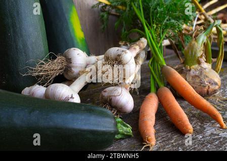 Assortiment de légumes de ferme sains fraîchement récoltés sur une table rustique avec pommes de terre, ail, carottes, courgette et oignon Banque D'Images