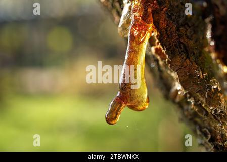 La sève ou la résine suintant d'une branche d'arbre blessée avec aboiement manquant endommagé dans une forêt ou un jardin à gros plan Banque D'Images