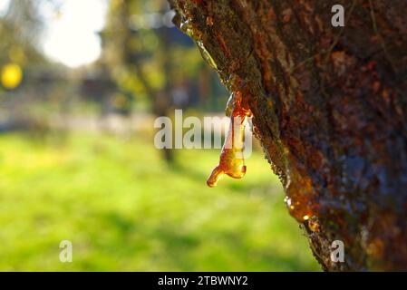 La sève ou la résine suintant d'une branche d'arbre blessée avec aboiement manquant endommagé dans une forêt ou un jardin à gros plan Banque D'Images