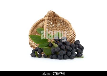 Appelé le chokeberry noir (Aronia melanocarpa) isolé sur fond blanc Banque D'Images