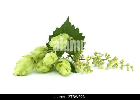 Des cônes de houblon et des fleurs de houblon sur une branche verte fraîche avec une feuille isolée sur un fond blanc Banque D'Images