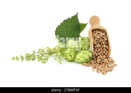 Branche de houblon vert et de fleurs de houblon près de graines de grain de blé se répande de la pelle en bois, bière brassicole et ingrédient de la pharmacie Banque D'Images