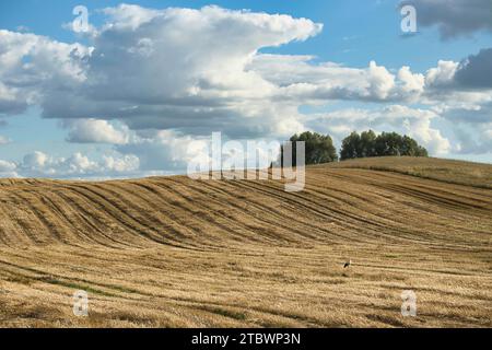 Champ de blé récolté dans un paysage agricole pittoresque de collines ondulantes sous un ciel bleu avec des nuages blancs moelleux Banque D'Images