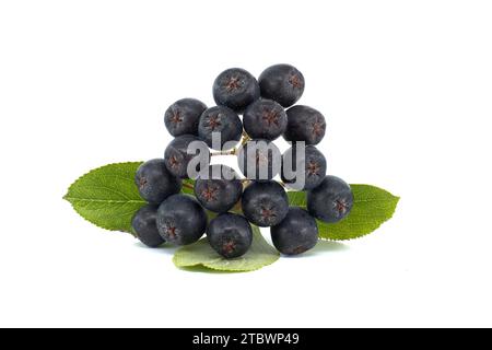 Appelé le chokeberry noir (Aronia melanocarpa) isolé sur fond blanc Banque D'Images