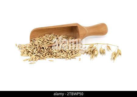 Tas de grains d'avoine biologiques avec des coques ou des enveloppes dans une pelle en bois isolée sur fond blanc. Grains d'avoine entiers avec enveloppe. Agriculture, alimentation et Banque D'Images