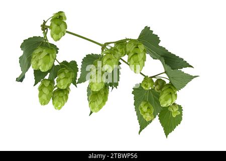 Branche de houblon vert frais, isolée sur fond blanc. Sautez les cônes avec la feuille Banque D'Images