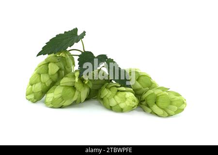 Branche de houblon vert frais, isolée sur fond blanc. Sautez les cônes avec la feuille Banque D'Images