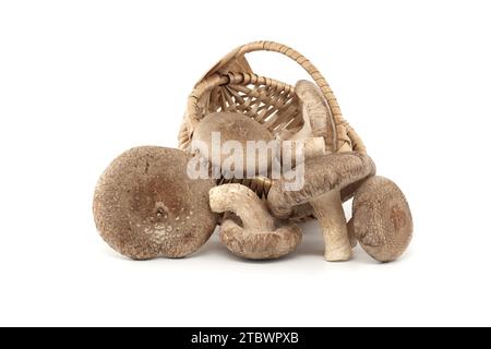Champignons shiitake (Lentinula edodes) dans un panier en osier tissé devant un fond blanc., herbes médicinales et champignons Banque D'Images