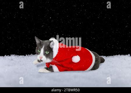 Chat habillé en cape de Noël couché dans la neige Banque D'Images
