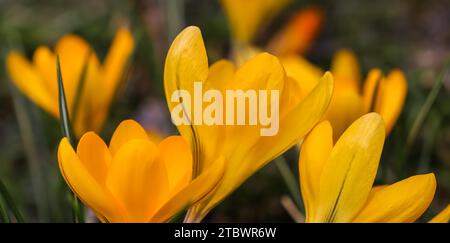 Le printemps arrive. Les premières crocuses jaunes dans mon jardin Banque D'Images