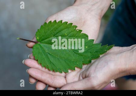 Femme méconnaissable tenant la feuille d'ortie commune (Urtica dioica) dans sa main. Main femelle avec feuille d'ortie commune Banque D'Images