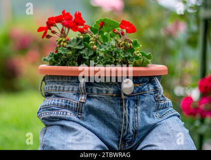 Jardinière bleu jeans avec fleurs rouge écarlate Pelargonium peltatum. Décoration de jardin vintage Banque D'Images