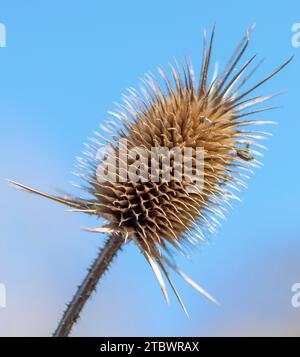 Tête de fleur sèche de Dipsacus sativus en hiver. Thé indien (Fuller's teasel) Thistle macro. Gros plan Banque D'Images