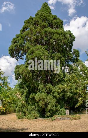 Sequoias Tree géant ou séquoia de Sierran (Sequoiadendron giganteum) poussant dans le parc Banque D'Images