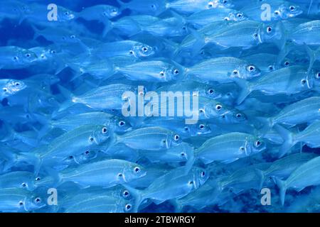 Shoal, groupe de dorade rose arctique (Pagellus acarne), site de plongée El Cabron Réserve marine, Arinaga, Grande Canarie, Espagne, Océan Atlantique Banque D'Images