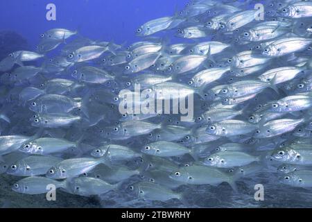 Shoal, groupe de dorade rose arctique (Pagellus acarne), site de plongée El Cabron Réserve marine, Arinaga, Grande Canarie, Espagne, Océan Atlantique Banque D'Images