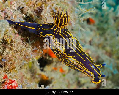 Escargot étoilé jaune-violet (Felimare Picta), site de plongée Pasito Blanco Reef, Arguineguin, Gran Canaria, Espagne, Océan Atlantique Banque D'Images
