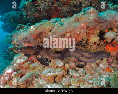 Anguille de Moray noire (Muraena augusti), site de plongée du récif de Pasito Blanco, Arguineguin, Gran Canaria, Espagne, Océan Atlantique Banque D'Images